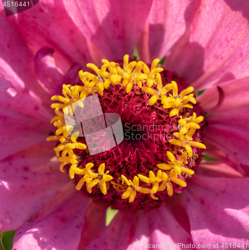 Image of Macro photo of a blooming zinia flower. Natural floral layout. Top view