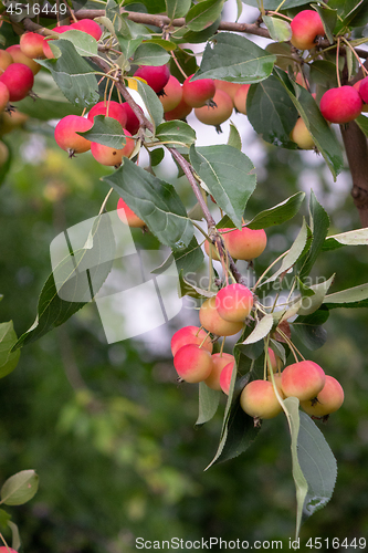 Image of Green branch with ripe red apples against the backdrop of the farm garden on a summer day.