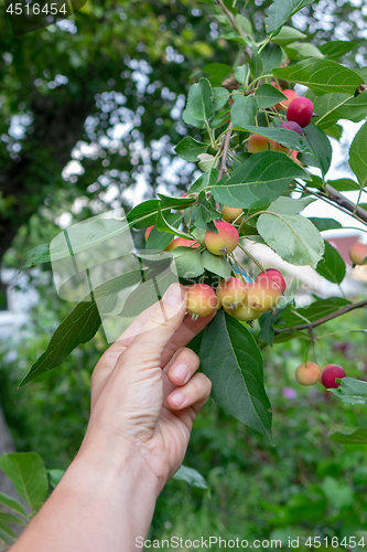 Image of The man\'s hand tears off the organic paradise apple in the garden on a summer day