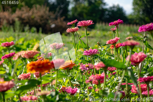 Image of Pink delicate flowers of zinnia in the village garden against the background of trees on a summer day. Flower layout