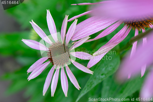 Image of Flowering echinacea purpurea in the garden against the background of green grass