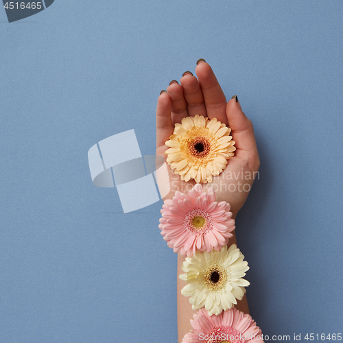 Image of The girl\'s hand is decorated with colorful gerberas on a blue paper background