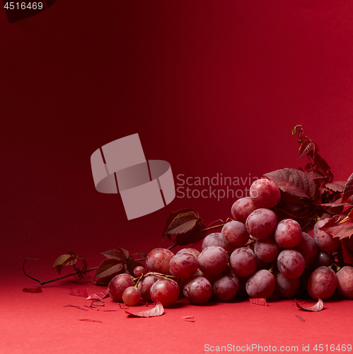 Image of a bunch of ripe grapes on a red background