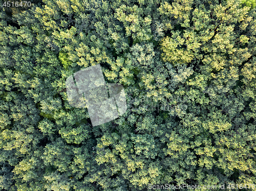 Image of Aerial top view forest, Texture background of forest view from above.