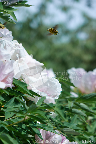 Image of Close-up of a flying beetle against the sky and flowering bush with gently pink pion flowers in the summer in a botanical garden