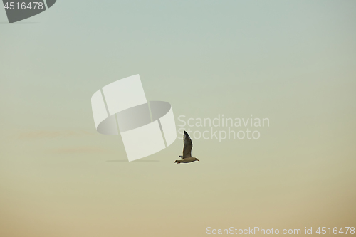 Image of the seagull is flying in the sky