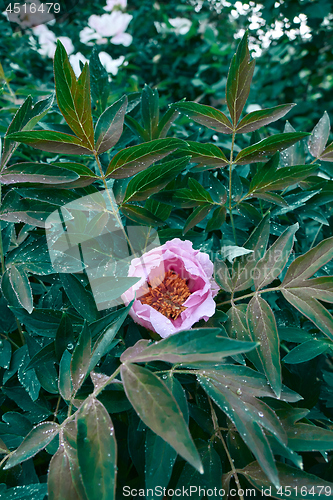 Image of A drop of dew on a pink peony flower blooming on a bush, shot close-up on background of green foliage.