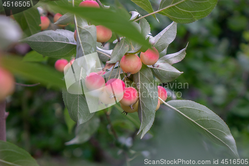 Image of Decorative paradise ripe apples on a tree in the garden. Organic food