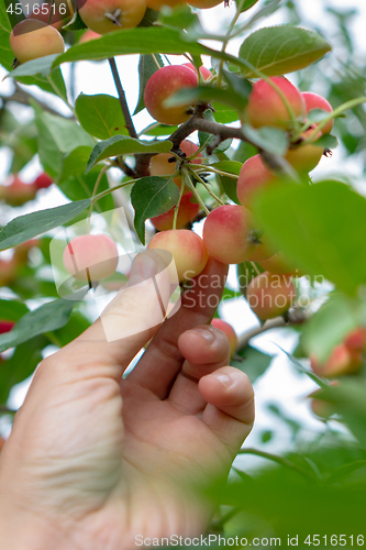 Image of Ripe decorative apples on a branch in the garden. A man\'s hand picking an apple from a tree