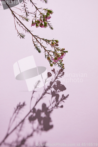 Image of Spring flowering branch of pink flowers on a pink background