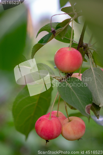 Image of Rural garden with ripe paradise apples harvest time