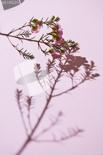 Image of spring composition, a branch of pink flowers and buds on a pink background