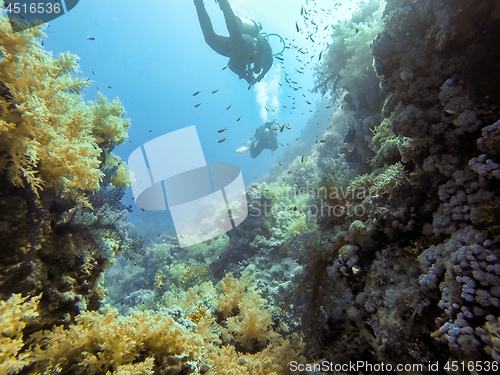 Image of Coral Reef underwater in the sea