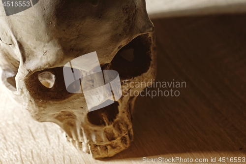 Image of Skull of the reaper closeup photo