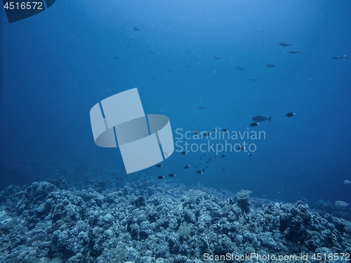 Image of Coral Reef underwater in the sea