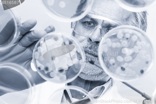 Image of Senior life science researcher grafting bacteria.