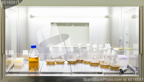 Image of Close up of cell culture samples on LB agar medium in petri dish and flask in laminar flow.