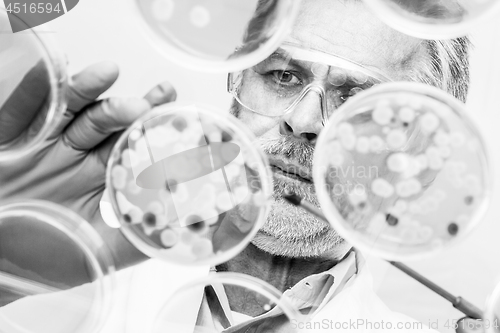 Image of Senior life science researcher grafting bacteria.