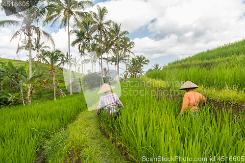 Image of Female farmers working in Jatiluwih rice terrace plantations on Bali, Indonesia, south east Asia.