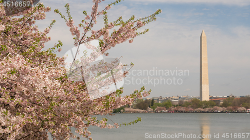 Image of Washington Monument Surrounded by March Spring Flower Blossoms