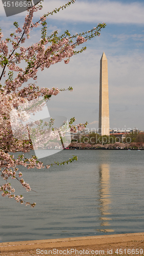 Image of Washington Monument Surrounded by March Spring Flower Blossoms