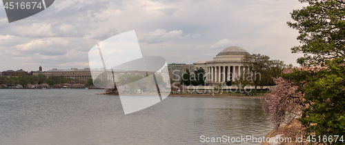 Image of The Cherry Blossoms have already peaked around the Tidal Basin i