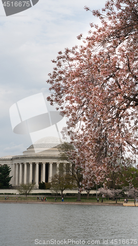 Image of Jefferson Memorial and People Enjoying The Tidal Basin Blossoms