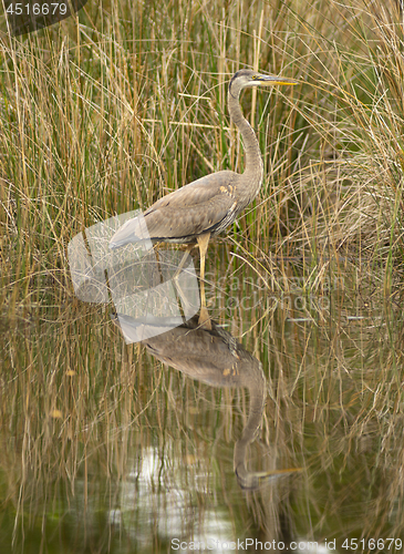 Image of Blue Heron Wading in Water at Alligator River Refuge