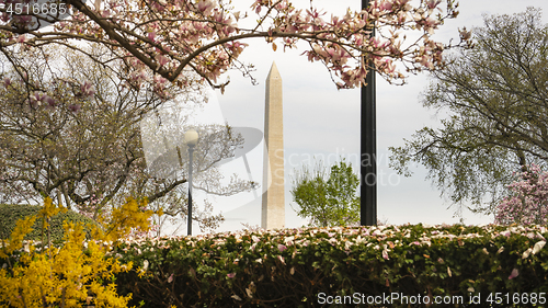 Image of Washington Monument Surrounded by March Spring Flower Blossoms