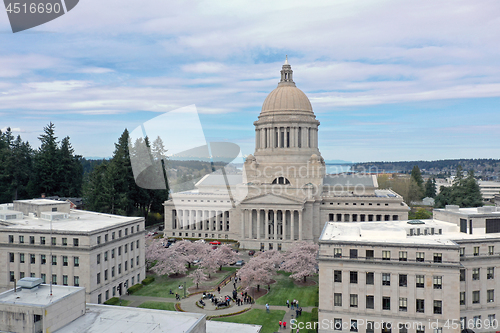 Image of Spring Cherry Blossoms at the State Capital Building in Olympia 