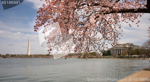 Image of Jefferson Memorial and Washington Monument around The Tidal Basi