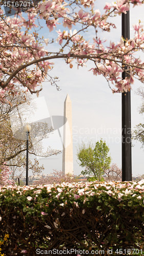 Image of Washington Monument Surrounded by March Spring Flower Blossoms