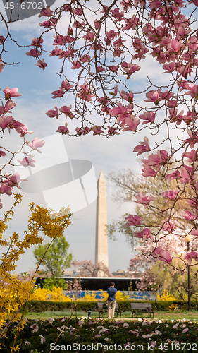 Image of Washington Monument Surrounded by March Spring Flower Blossoms