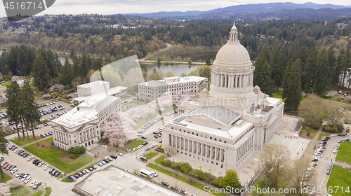 Image of The Cherry Blossoms are their Peak At the Washington State Capit