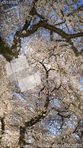 Image of Vertical Composition Blooming Cherry Blossoms on Two Trees