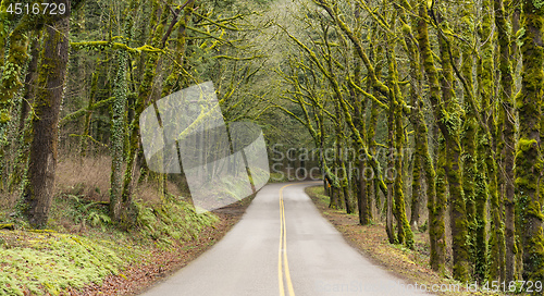 Image of Island Road Tree Canopy Covering Two Lane Highway Washington Sta