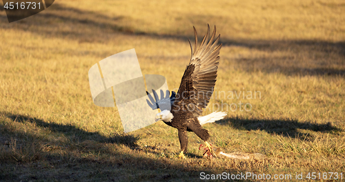 Image of American Bald Eagle Hunting Drags a Rabbit in Flight