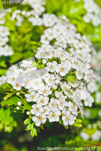 Image of White spiraea flowers. Spring blossoms and green leaves.