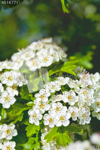 Image of White spiraea flowers. Spring blossoms and green leaves.