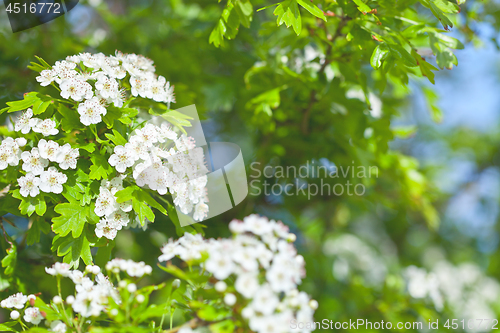 Image of White spiraea flowers. Spring blossoms, green leaves and blue sk