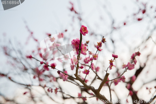 Image of close up of beautiful sakura tree blossoms