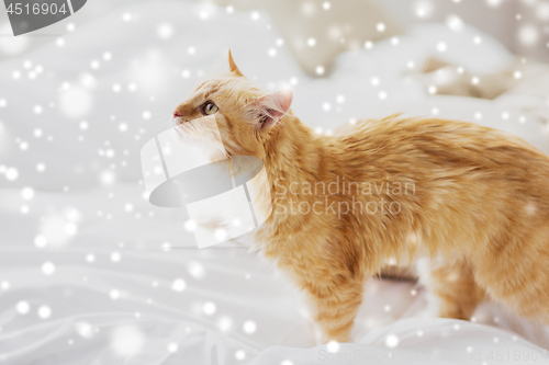 Image of red tabby cat at home in bed over snow