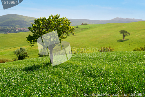 Image of Beautiful spring landscape in Tuscany