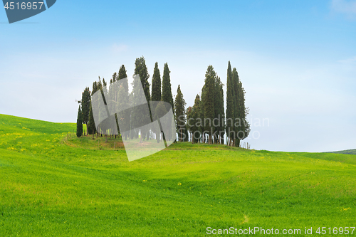 Image of Beautiful spring minimalistic landscape with Italian Cypress in Tuscany