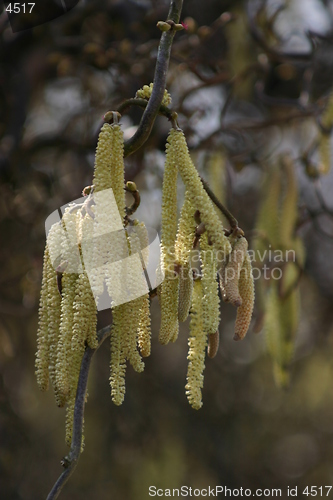 Image of springtime