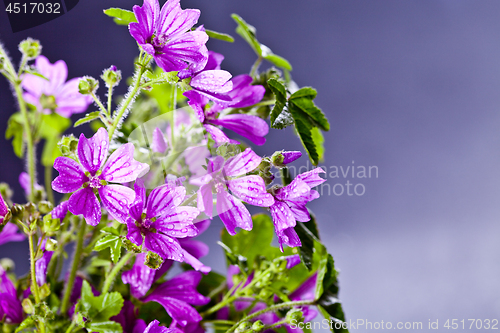 Image of Wild violet flowers with water drops closeup on black background