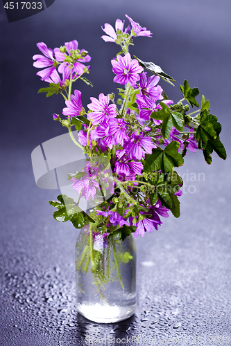 Image of Wild violet flowers in glass bottle on wet black background.