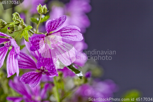 Image of Wild violet flowers with water drops closeup on black background