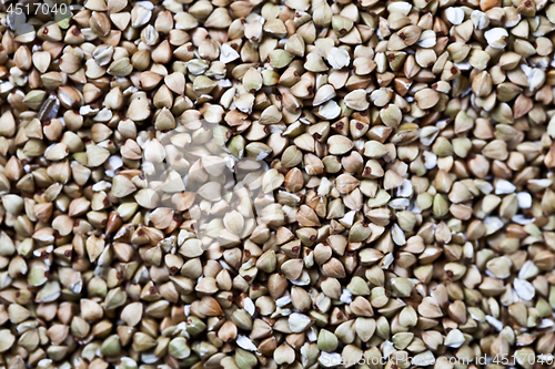 Image of Fresh green dry buckwheat background.