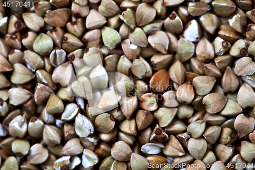 Image of Fresh green dry buckwheat background. 